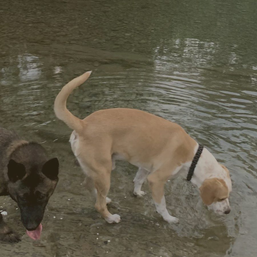 Dos perros de la manada jugando en el agua
