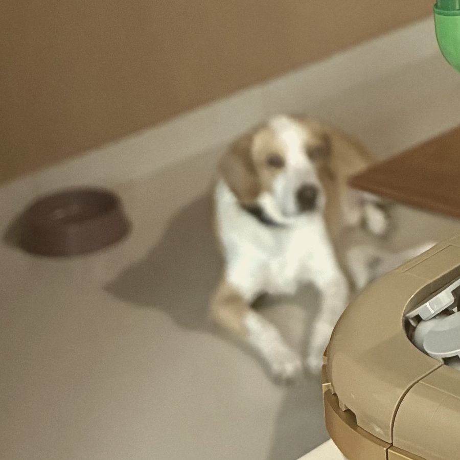 Perrito de la manada esperando junto a su plato