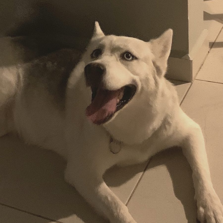Husky blanca de la manada acostada y sonriendo