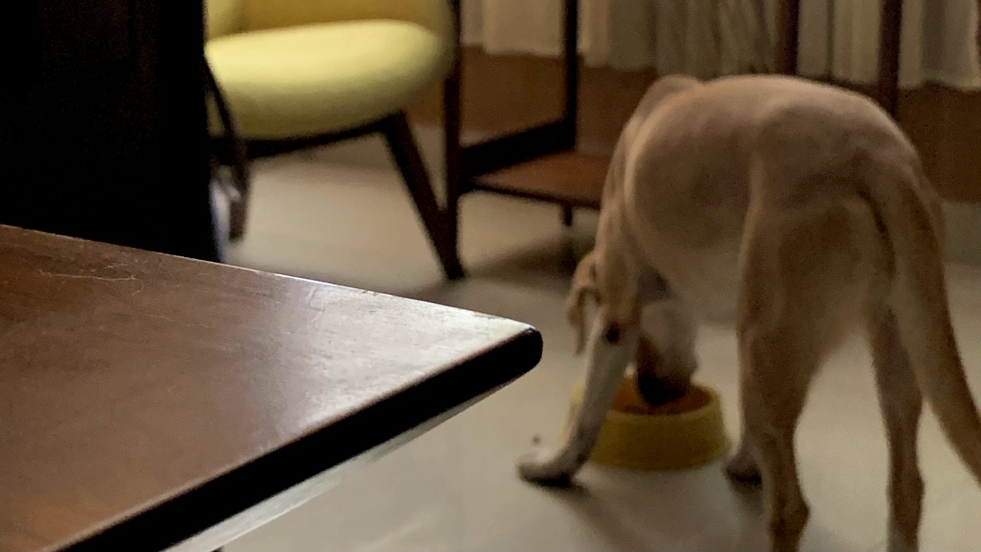 Perrita de la manada QIKO comiendo de su plato